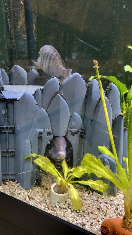 Felsenlandschaft mit Höhle für Aquarium in Landau in der Pfalz