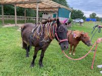 Reitunterricht Brandenburg - Grünheide (Mark) Vorschau