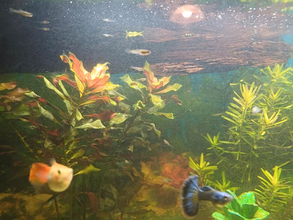 Guppy Baby Fische und 2 Weibchen abzugeben in Cottbus