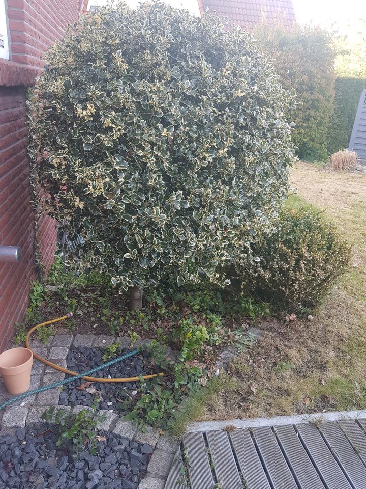 Ilex Stechpalme Hochstamm ca. 170cm in Klein Nordende