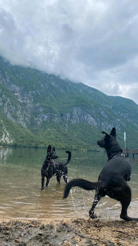 MARCELLA Malinois Mischling Hündin Tierschutz Hund in Nümbrecht