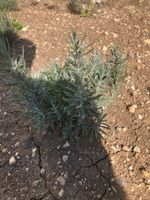 Lavendelpflanzen winterhart - echter lavendel - Gartenpflanzen Baden-Württemberg - Heidenheim an der Brenz Vorschau