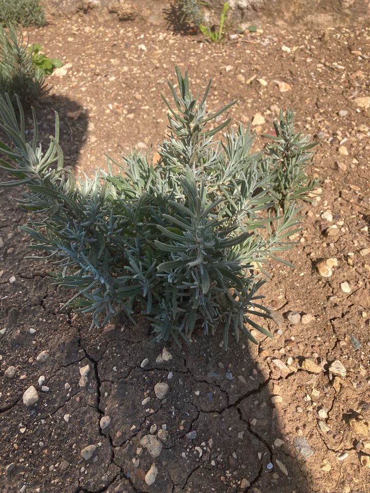 Lavendelpflanzen winterhart - echter lavendel - Gartenpflanzen in Heidenheim an der Brenz