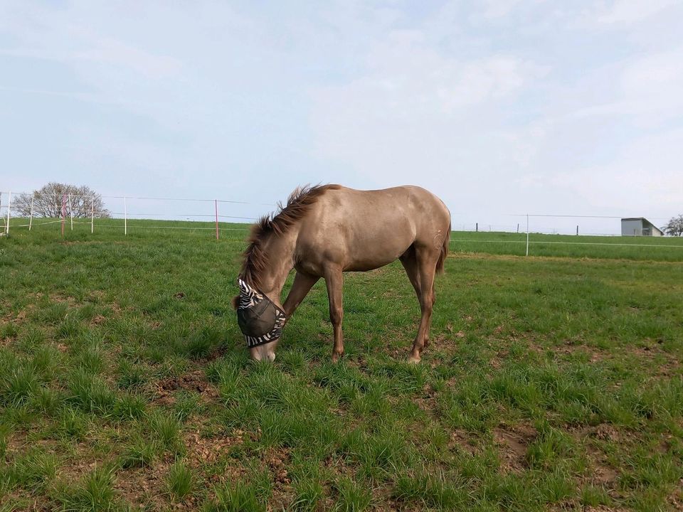 Pre Junghengst in toller seltener Fabe mit vollen Papieren in Villmar