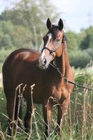 Reitbeteiligung für Englisches Vollblut Niedersachsen - Neu Wulmstorf Vorschau