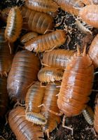 Porcellio laevis "orange" Asseln Baden-Württemberg - Bötzingen Vorschau