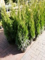 Ballenware zu verkaufen / Abverkauf / Thuja in versch. Größ Nordrhein-Westfalen - Legden Vorschau