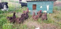 Eier Zwergseidenhühner in schoko Niedersachsen - Wanna Vorschau