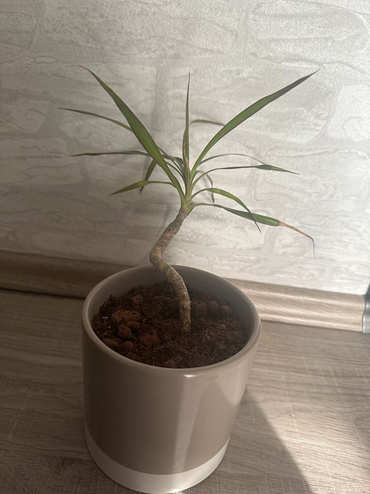 Drachenpalme Pflanze Ableger yukka Palme grünpflanze in Oberhausen