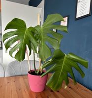 Monstera Zimmerpflanze im Topf rosa Berlin - Reinickendorf Vorschau