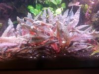 Cryptocoryne  pink Flamingo Rarität zu verkaufen Bayern - Augsburg Vorschau