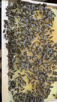 Bienen Jungvölker auf DNM Sachsen-Anhalt - Halle Vorschau