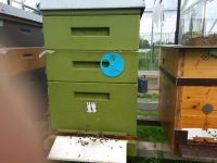 Carnica Bienenvolk Nordrhein-Westfalen - Willich Vorschau