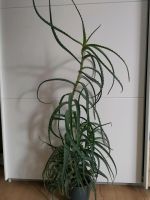 Aloe Vera mit Topf 112cm Bayern - Mering Vorschau