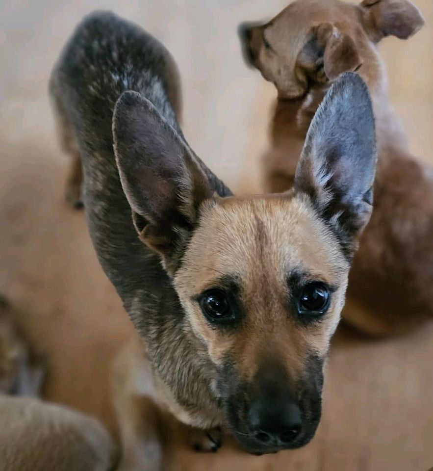 Vicky, unkompliziertes Hundemädchen sucht Zuhause für immer in Polsingen