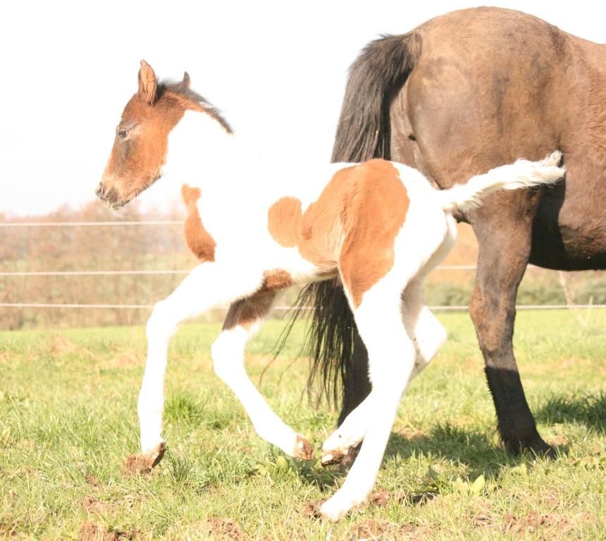 Mustang Hengst bay tobiano Dreifarbig in Maxsain