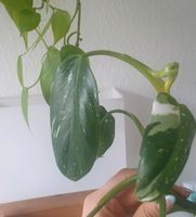 Philodendron white princess Kopfsteckling Ableger Duisburg - Homberg/Ruhrort/Baerl Vorschau