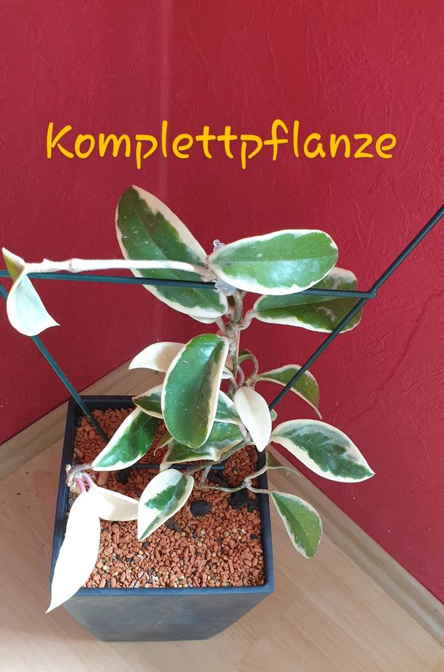 Hoya Krimson Queen Komplettpflanze + Cuttings in Landstuhl