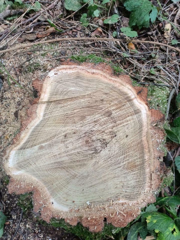 Stämme Robinie Hartholz Holz privat Wald Holzstamm Baumstamm in Halle