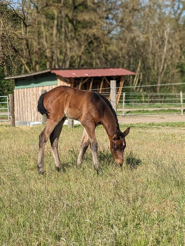 Niedlicher, aufmerksamer Quarter Horse Nachwuchs in Mittenwalde