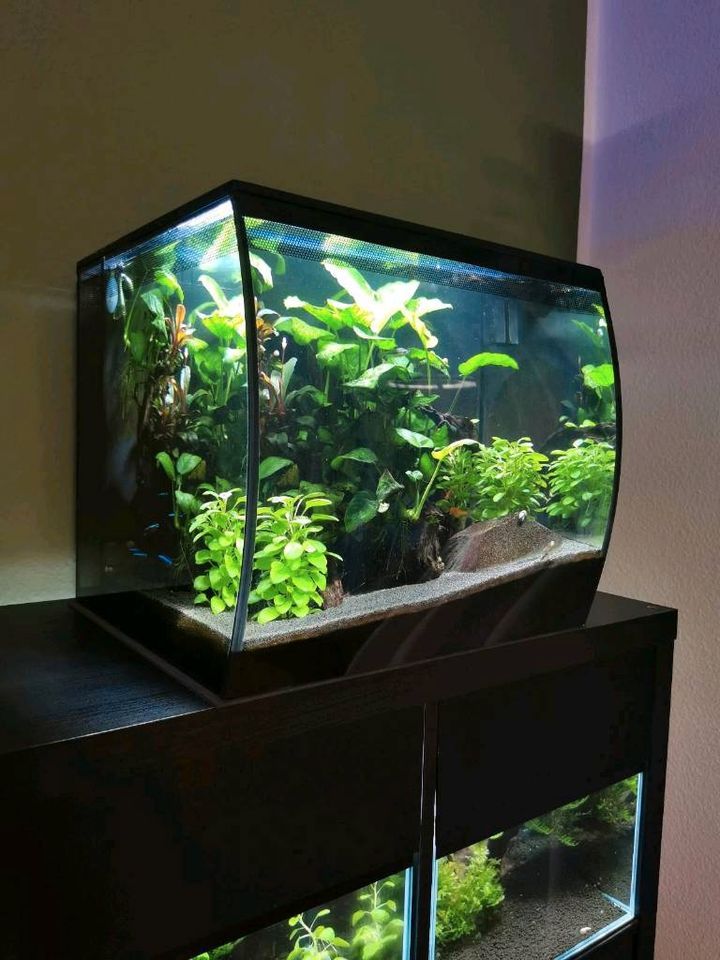 Aquarium Fluval Flex 57l in Wiesbaden