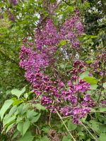 Flieder aus eigenem Garten*jederzeit abholbar* Rostock - Gehlsdorf Vorschau