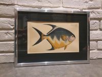 Bild Chatodon Rhomboides Ludwig Schmidt Gerahmt Antik Kunst Fisch Rheinland-Pfalz - Ober-Flörsheim Vorschau