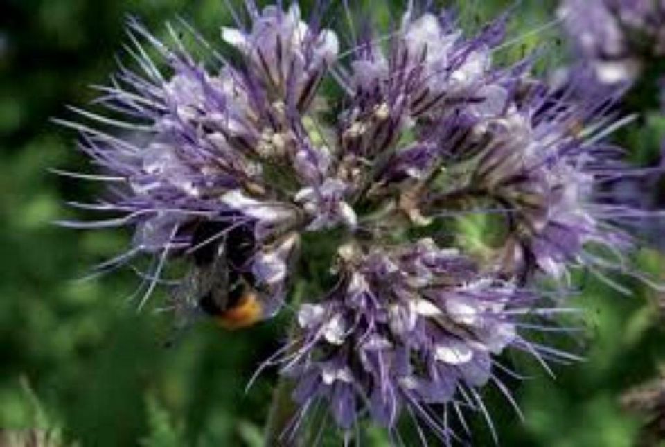 Blumenwiese, Bienenweide, Honigpflanzen Saatgut Phacelia in Dortmund