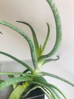 Aloe Pflanze Ableger Baden-Württemberg - Salem Vorschau