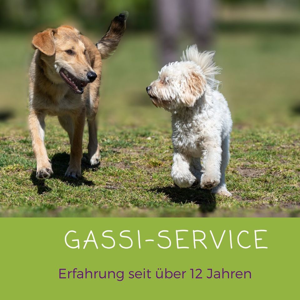 Gassi Service seit 12 Jahren, Gassi gehen, Hundebetreuung in Solingen