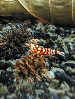 Red Fancy Tiger Caridina Garnelen 10er Gruppe Nordrhein-Westfalen - Arnsberg Vorschau