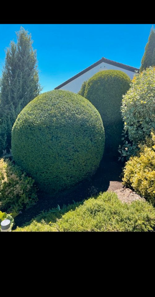 Gartenarbeit aller Art, Heckenschneiden, Gartenpflege, Gärtner in Aachen