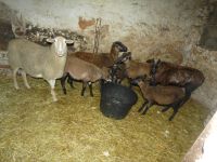 Schafe abzugeben Sachsen - Dorfchemnitz Vorschau