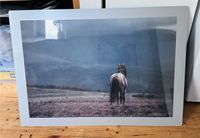 Alu Dibond Pferde Bild 1,00 x 0,7 m Glasbild Elberfeld - Elberfeld-West Vorschau