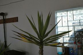 Palme, groß, Yucca-Palme, groß in Rauenberg