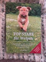 TOP-START für Welpen: Die wichtigsten Tipps und Übungen Kr. München - Ismaning Vorschau