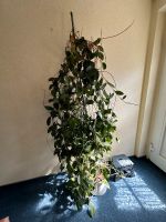 Wachsblume Porzellanpflanze sucht ein neues Zuhause Mecklenburg-Vorpommern - Wilhelmsburg Vorschau
