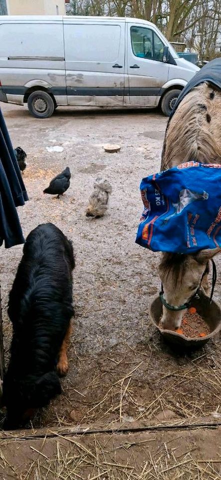 Quarter Pony in Sonderfarbe, Enkeltochter von Tivio Tiny Toon in Müncheberg