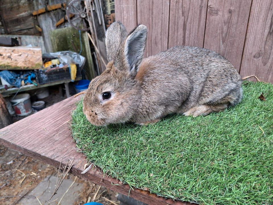 Kleinsilber graubraun, Kaninchen, Hase in Schönefeld