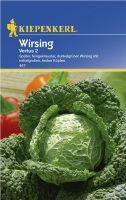 Kiepenkerl Wirsing Vertus 2 Gemüse Kohl Anbau Garten Sachsen - Striegistal Vorschau