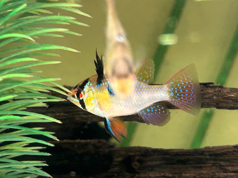 Schmetterlingsbuntbarsche  natur  Mikrogeophagus ramirezi in Rangendingen