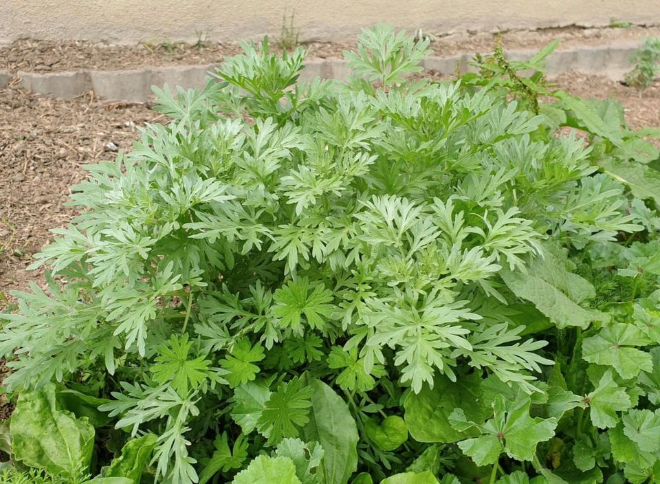 Jungpflanze Wermut, Artemisia Absinthium, Bitterer Beifuß, Alsem in Niederstotzingen