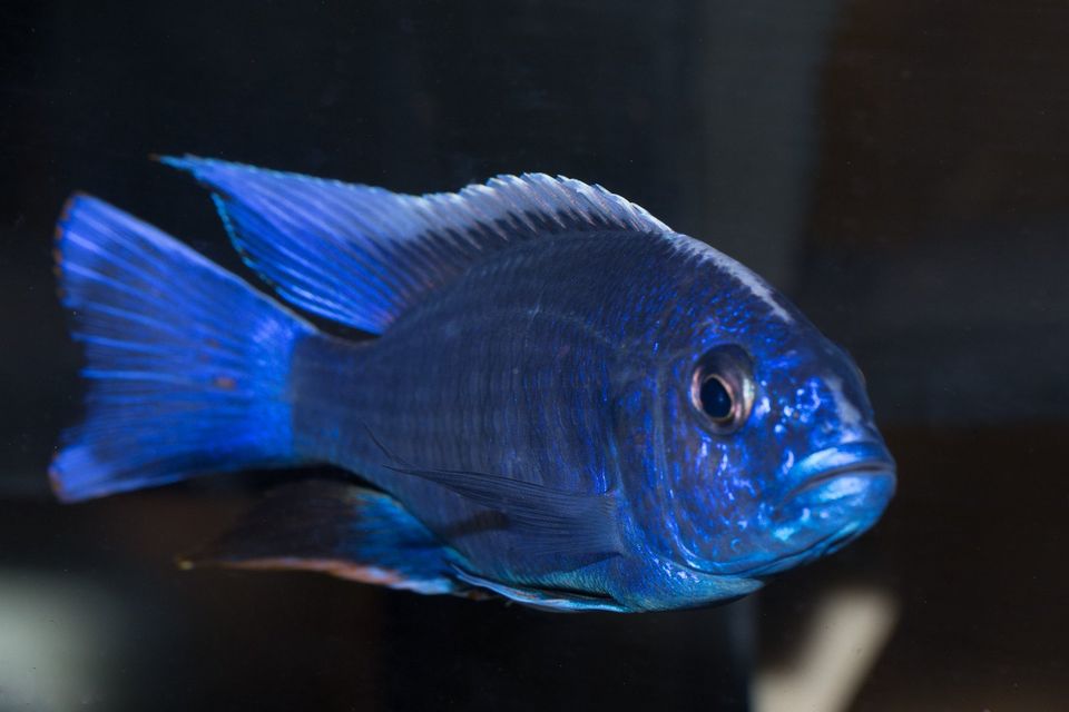 Sciaenochromis fryeri „ahli“ Malawi-Buntbarsch in Taura