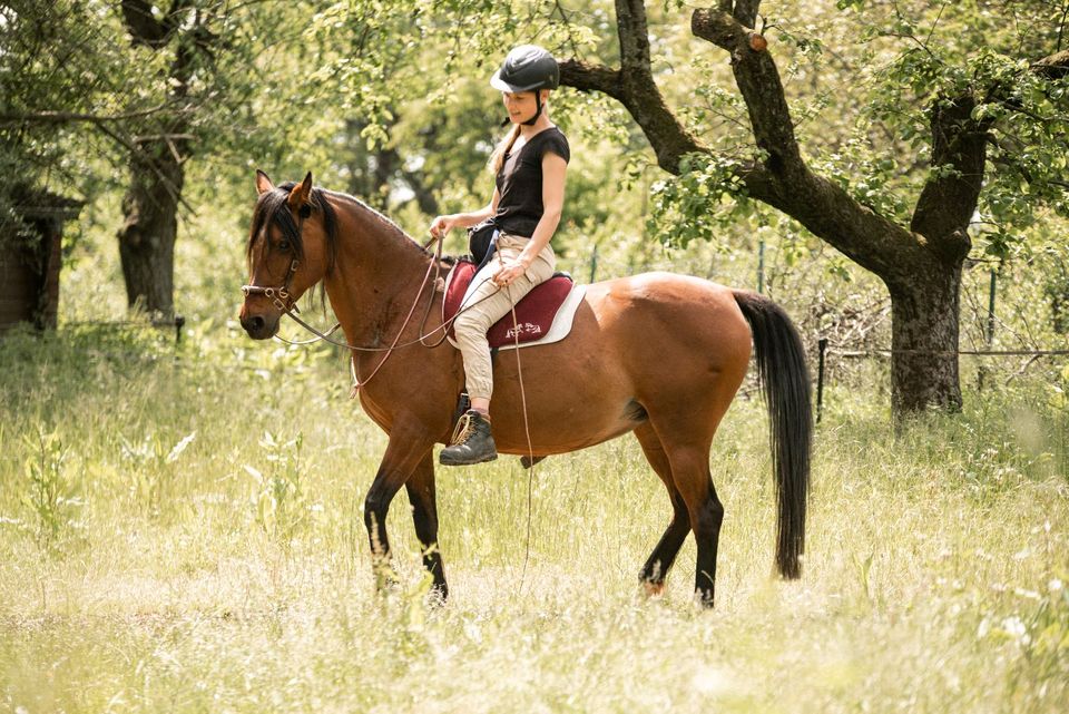 Tourenplanung Akademische Reitkunst Reitunterricht Bodenarbeit in Heilbronn