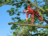 Baumpfleger/in (m/w/d) Rheinland-Pfalz - Ilbesheim bei Landau in der Pfalz Vorschau