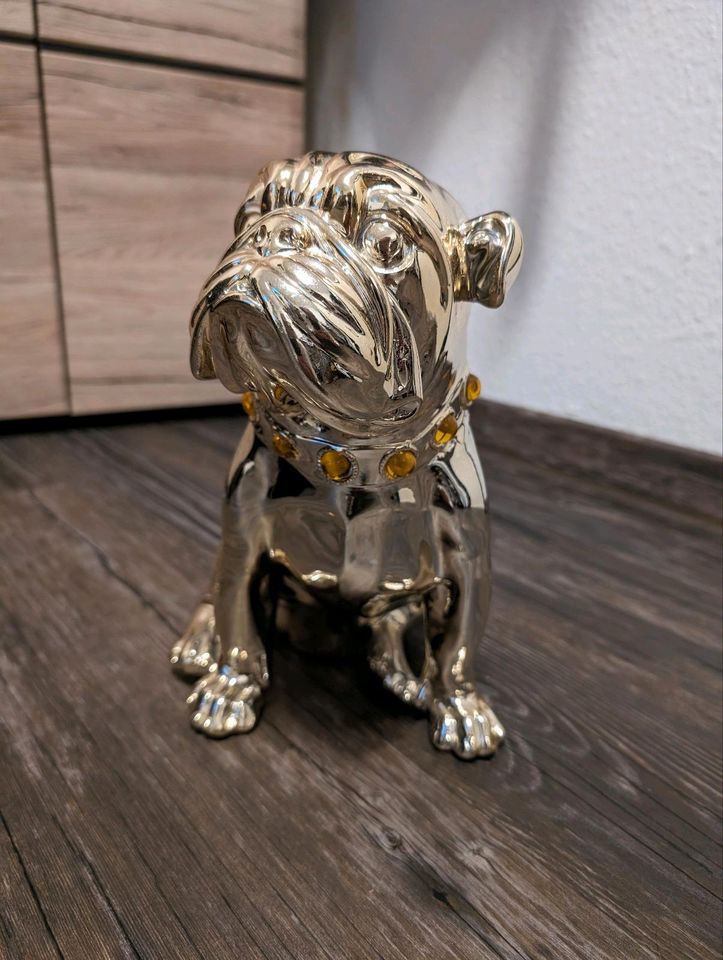 Sparhund in der Farbe Gold in Wurmlingen