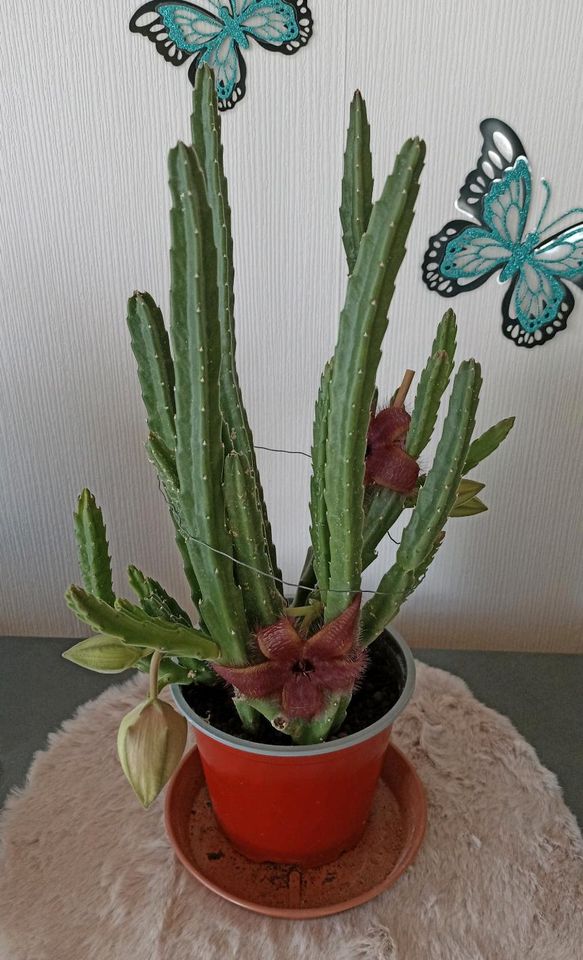 Große blühende Stapelia, Aasblume ca. 45 cm. in Giengen an der Brenz