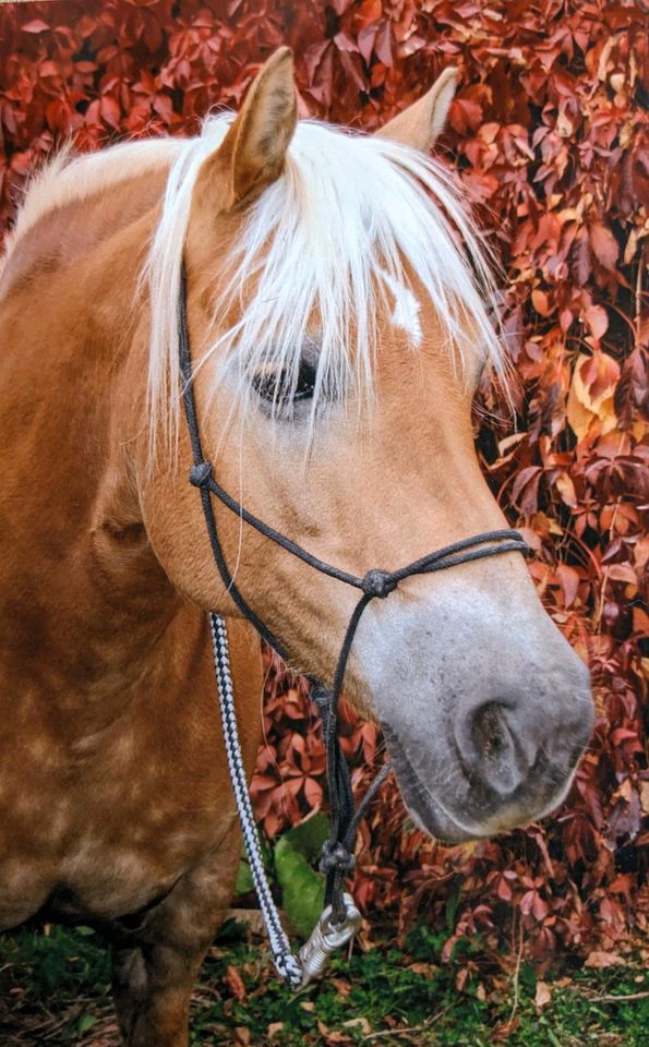 Haflinger Stute Rehepferd in Jena