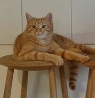 Suche meine Katze / Kater. Entlaufen. Bayern - Buchloe Vorschau