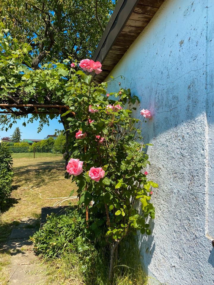 Garten mit Bungalow nahe Leipzig, Zeitz, Altenburg, Zwickau, Gera in Meuselwitz